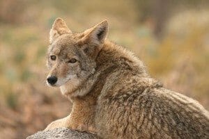 Coyote Sounds: The Major Types And Their Uses