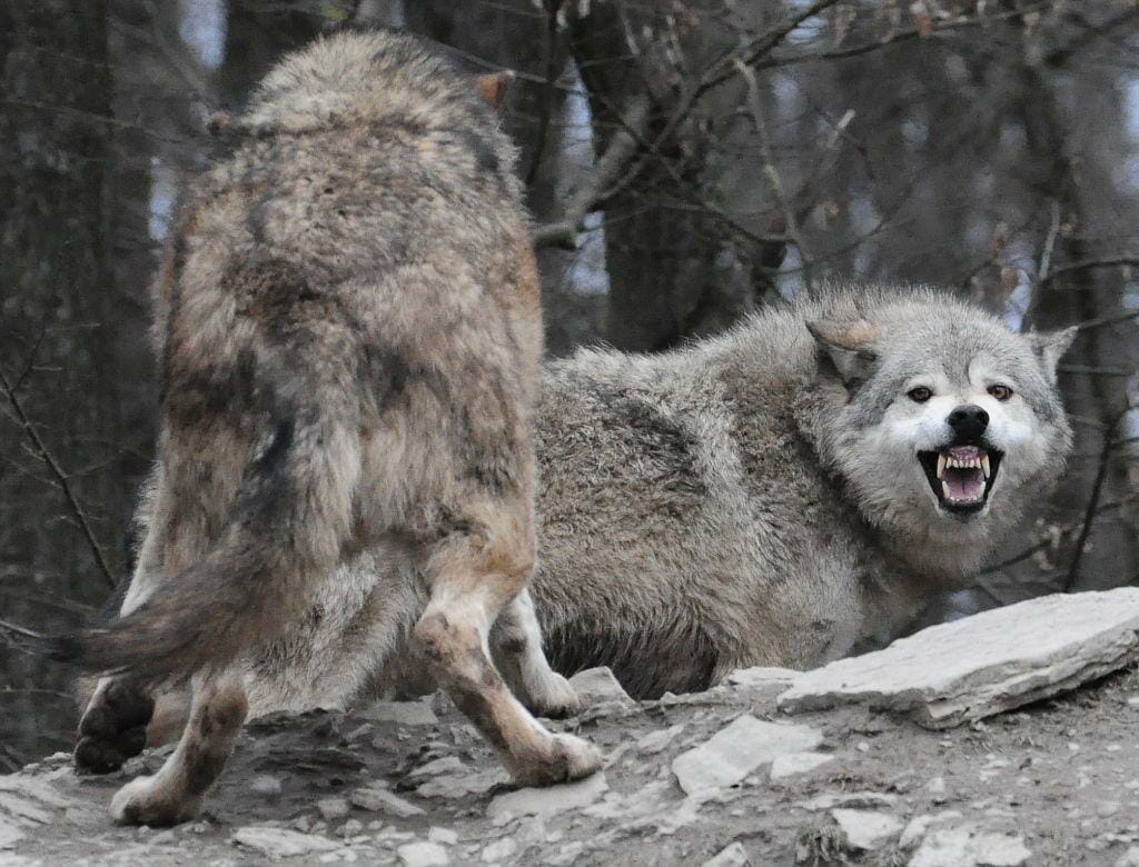 pack of gray wolves hunting