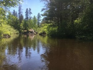 brook trout