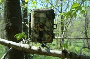 Best_tips_of_using_a_trail_camera_effectively