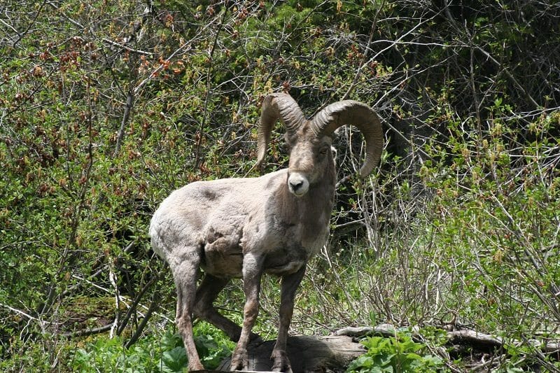 mountain ram goat