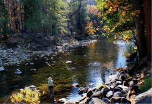 freshwater fish