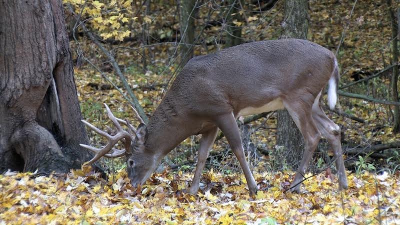 deer feeders