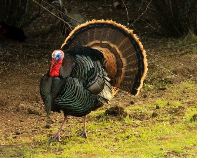 turkey hunting