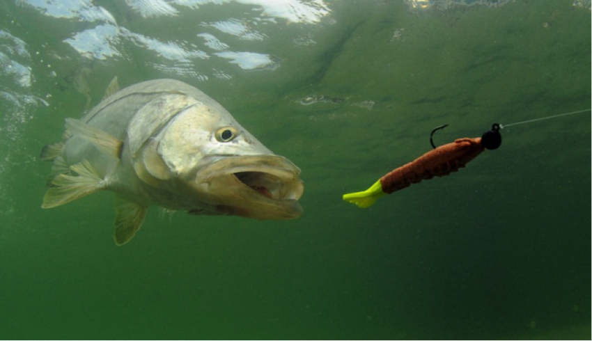 fishing in the summer