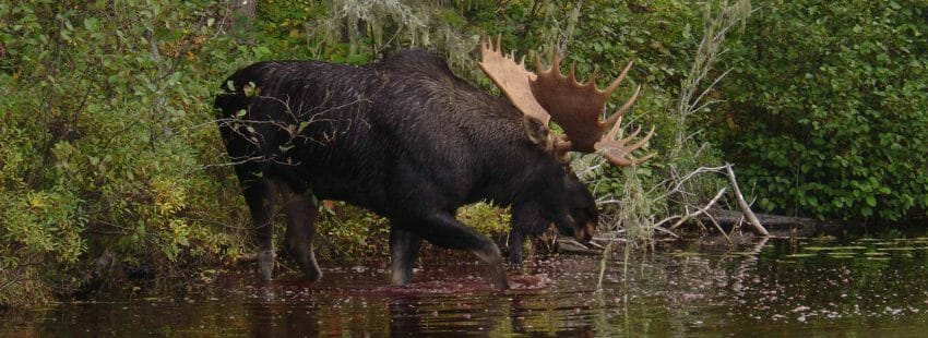 hunting moose