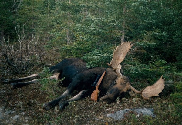 hunting moose