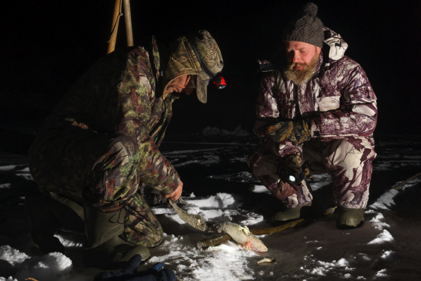 catch walleye