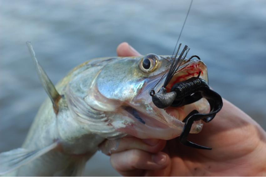 catch walleye