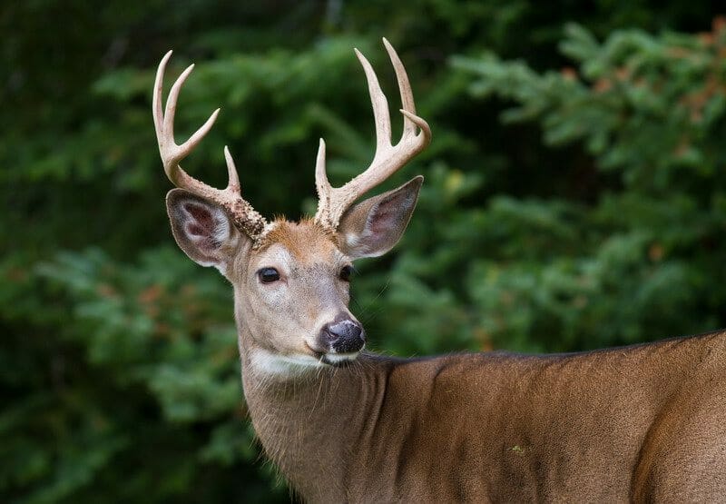 Closeup of majestic whitetail deer buck framed by dense forest.