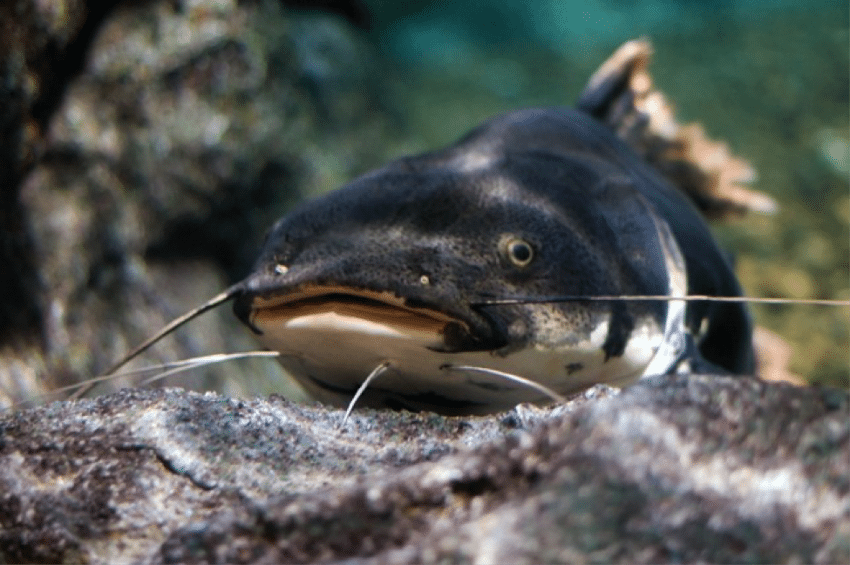 catfish