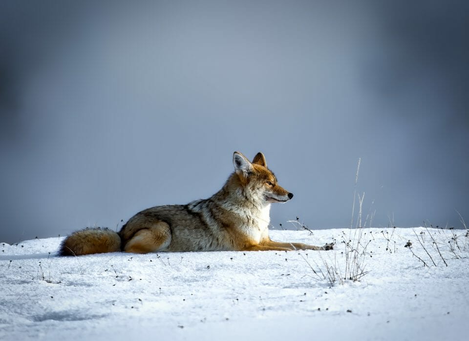 coyote hunting