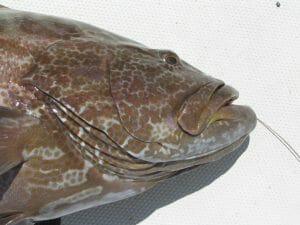 key west grouper