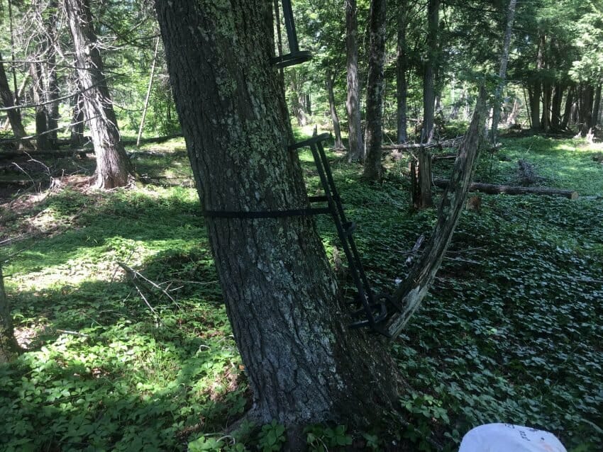 tree-stand safety