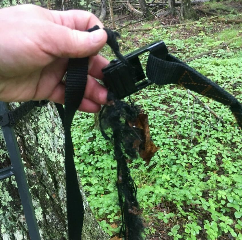 tree-stand safety