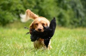 Retrieve, Dog, German Quail, Dog Training, Crow