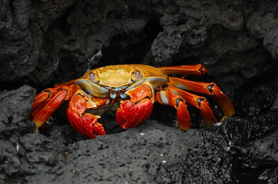 When is Crabbing Season? Average Outdoorsman