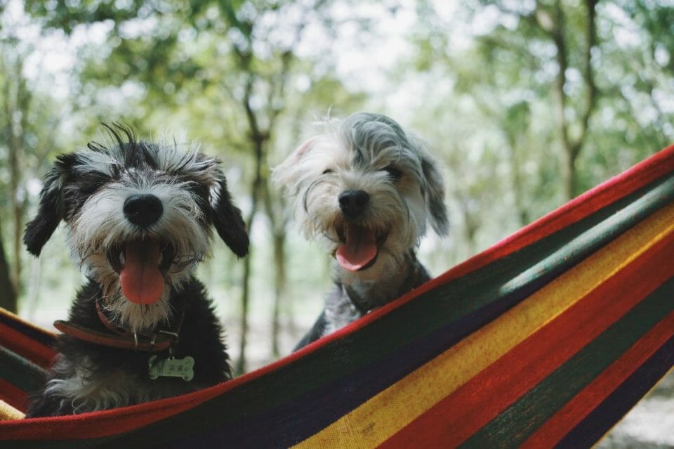 C:\Users\User\Downloads\Best Hammock.jpg