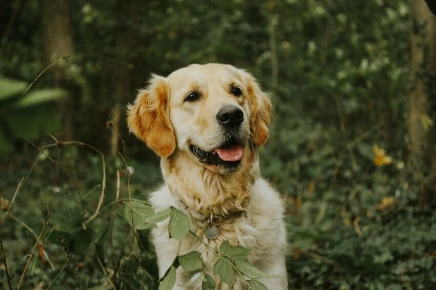 assistance animals