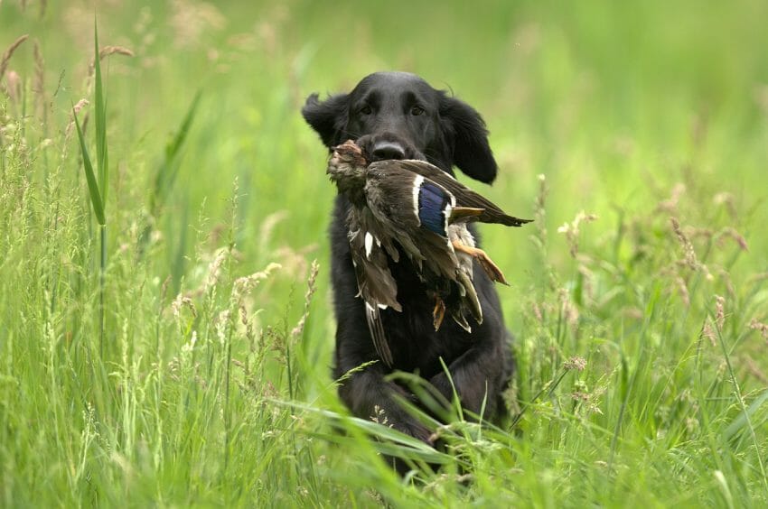 6 Ways How to Boost Your Hunting Dog's Health 1 hunting dog health