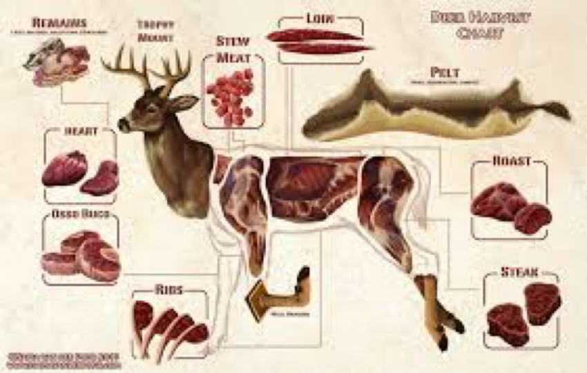 venison