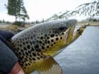 How To Fly Fish For Trout?
