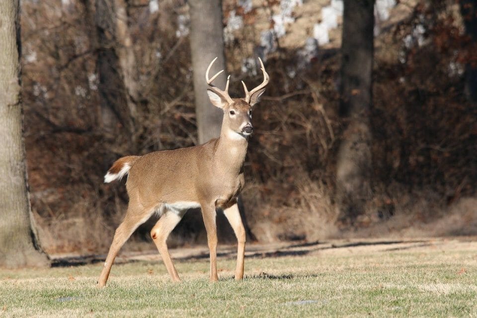 Blood Trail Deer