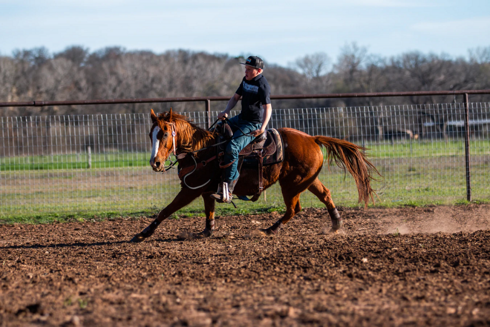 Choosing the Right Horse