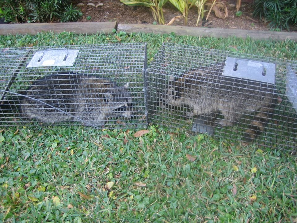 How to Trap Raccoons