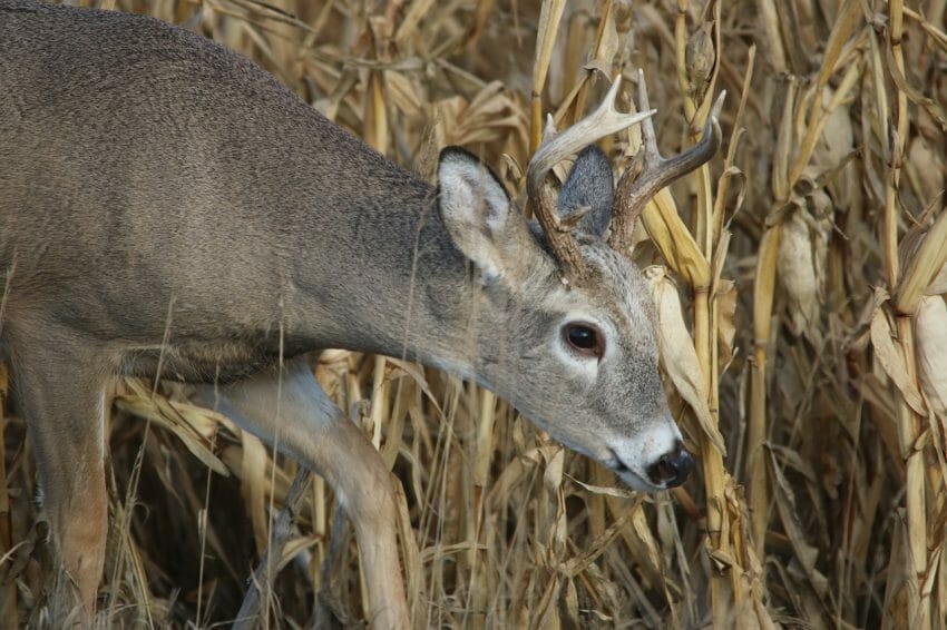 Preparing for Deer Season