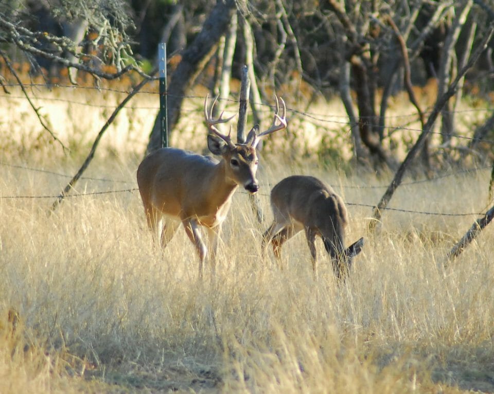 When Does Hunting Season Start A Guide To Opening And Closing Season Average Outdoorsman