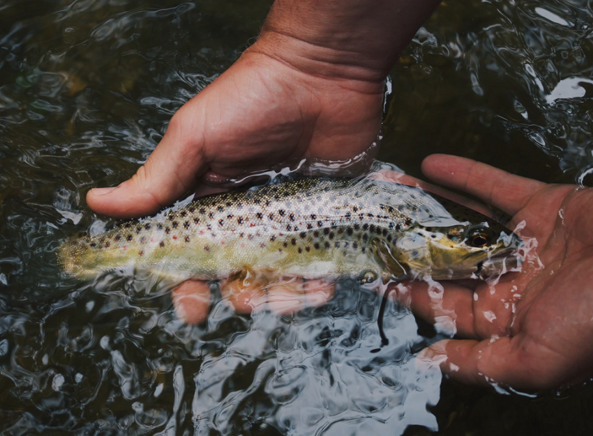 catch rainbow trout