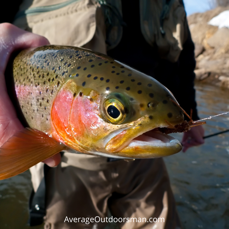 Beginner Trout Tips trout lures