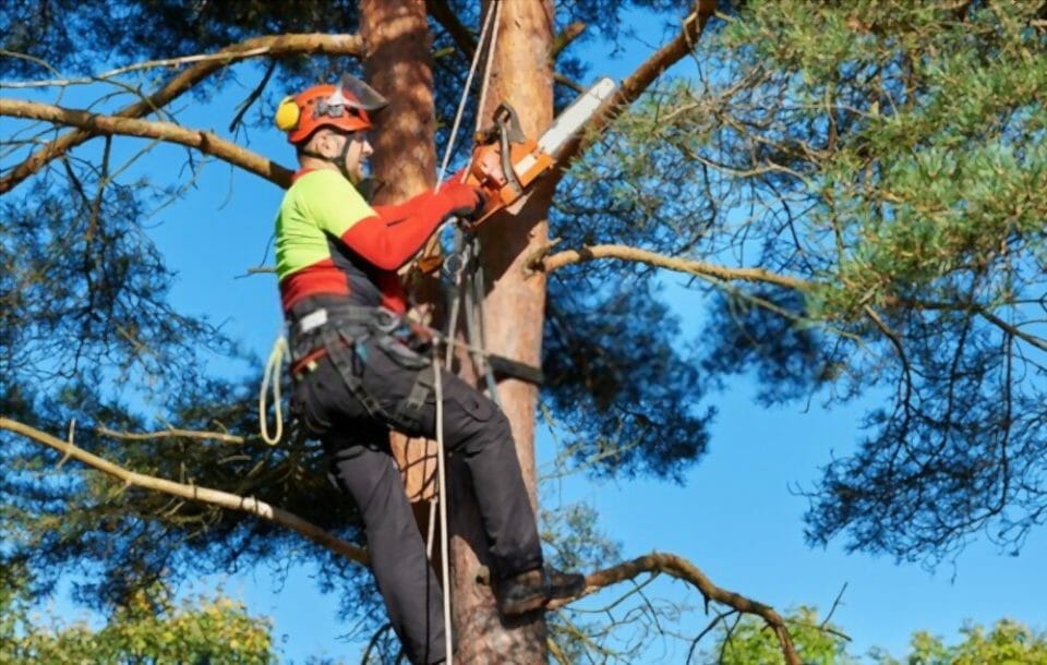 safety harness