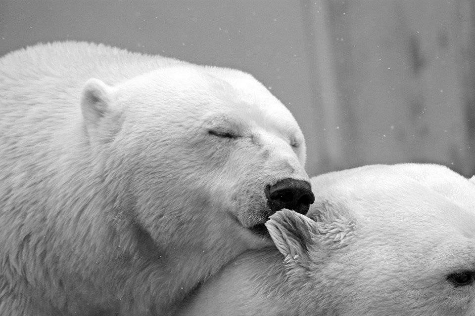 Polar Bear, Bear, Animals, White, Love, Affection