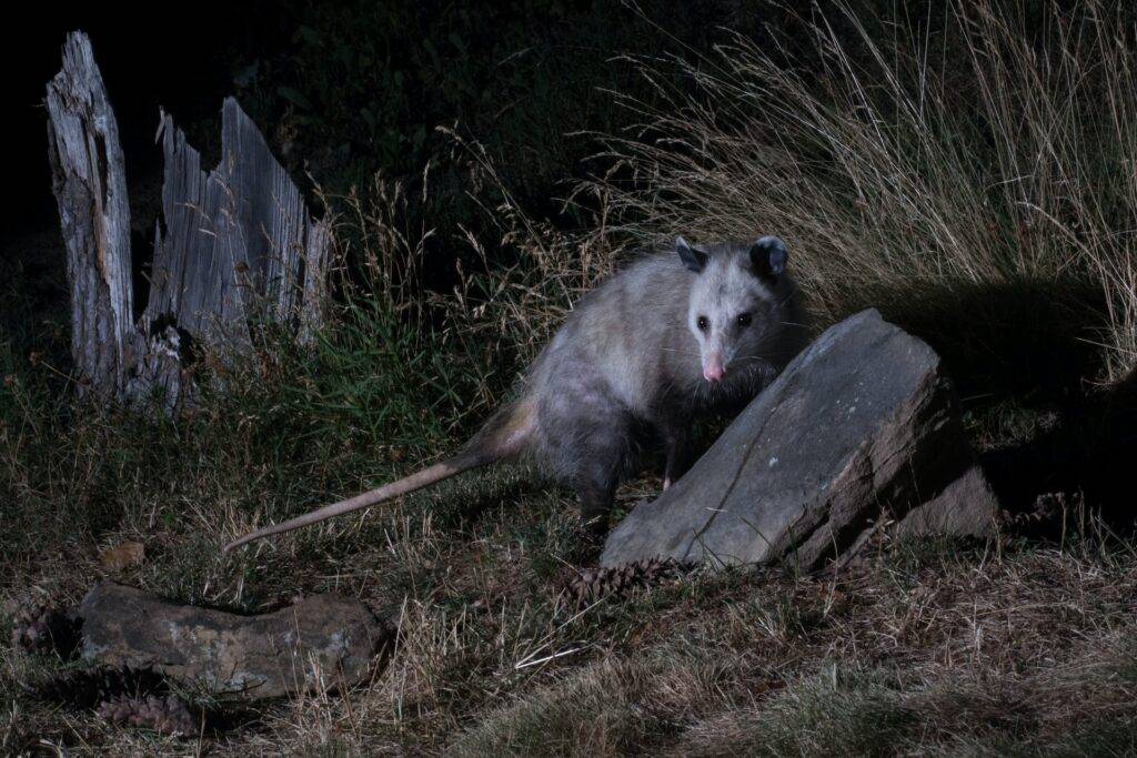 Opossum vs Possums