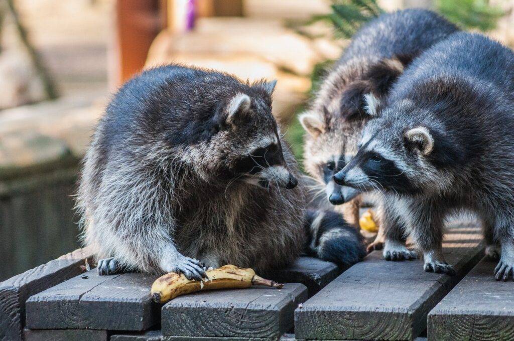 how to Keep Raccoons Away from Your Campsite