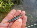 Blue Shiner in hand caught using micro fishing tactics