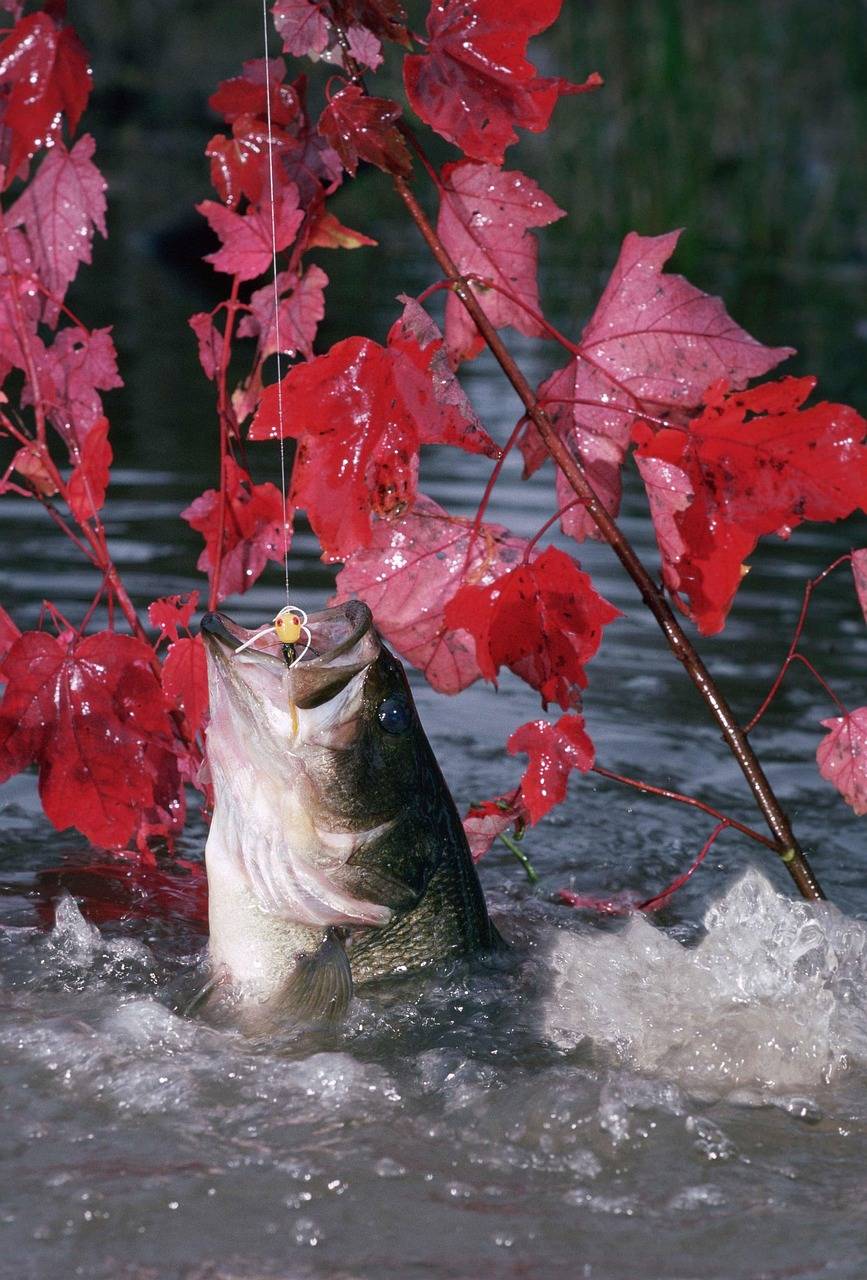 bass fishing in the fall