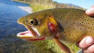 Idaho Cutthroat Trout