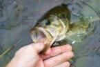 guide Secrets of Bass Fishing