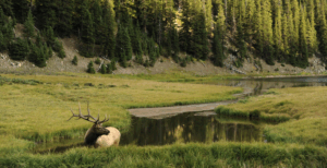 Public vs. Private Land Hunting